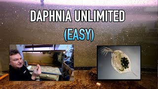 How I Raise Daphnia Water Fleas And You Can Too [upl. by Hartzell]