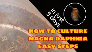 How to Culture Magna Daphnia Easily [upl. by Ulane657]