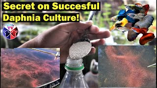 How to Culture Daphnia Successfully [upl. by Llahsram]