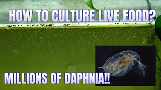 How to Culture Daphnia Secret Method to Breed MILLIONS  Simply Aquatic [upl. by Natka]