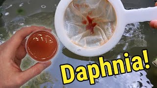 How I Culture Daphnia In Outdoor Tubs [upl. by Gibbeon318]