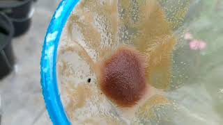 How to culture daphnia moina in a small container Part 1 English Subtitle [upl. by Orlan]