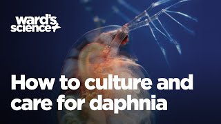 How to Culture and Care for Daphnia [upl. by Airpal]