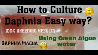 Daphnia MagnaHow to Culture Daphnia Easy wayCulturing Daphnia using Green water Daphnia [upl. by Amal12]