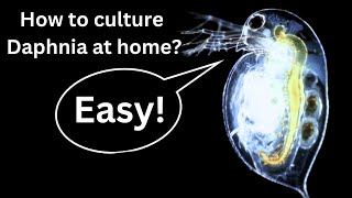 BEST Live Fish Food Beginner guide How to Culture Daphnia at home [upl. by Odab]