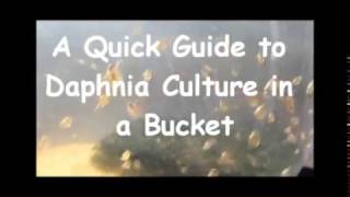 How to culture daphnia outside [upl. by Coughlin]