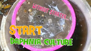 How to culture daphnia moina the easy way 1  Starting the Daphnia culture [upl. by Jez]