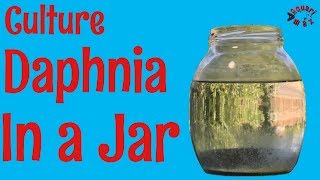 How to Culture Daphnia in a Jar [upl. by Secnarfyram108]