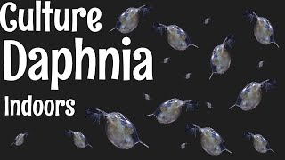 How to Culture Daphnia [upl. by Llerrej]