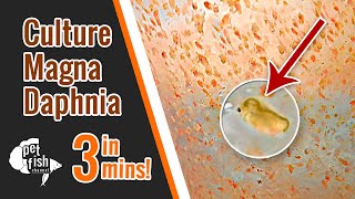 How to culture DAPHNIA MAGNA  The easy way [upl. by Shir990]