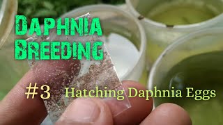 Daphnia Culture made simple and easy 3  Hatching Daphnia eggs [upl. by Frisse]