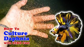 How to Culture Daphnia with ZERO Cost  Unlimited Live Food For Our Fish [upl. by Llerod744]