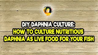 DIY Daphnia Culture How to Culture Nutritious Daphnia as Live Food for Your Fish [upl. by Eire]