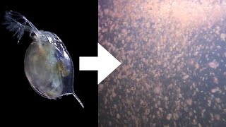 How I Culture Daphnia [upl. by Nnyw]