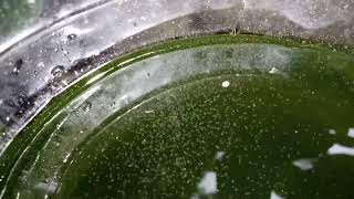 DAPHNIA MOINA CULTURE IN A SMALL BUCKET [upl. by Fradin]