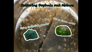 How To Culture Daphnia and Moinas using Green Water Spirulina powder [upl. by Berky]