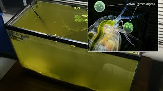 Raising Daphnia for the Freshwater Aquarium [upl. by Agnimod]