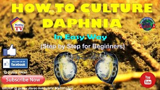 HOW TO CULTURE DAPHNIA In Easy Way [upl. by Forester533]